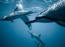 米乐官方网站：打造无忧购物的新纪元